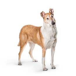 Standing Smooth Collie dog breed with head tilted against a white background