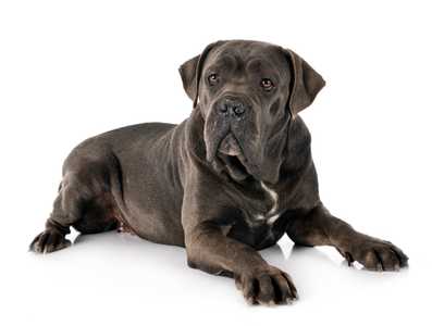 Cane Corso dog breed laying down with head up against a white background