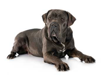 Cane Corso dog breed laying down with head up against a white background