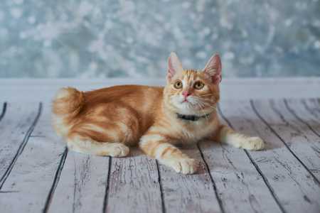 American Bobtail cat breed laying down on wood slats looking up