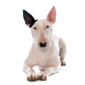 Bull Terrier dog breed white with one black ear laying down against a white background