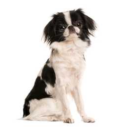 black and white japanese chin dog breed siting in front of a white background