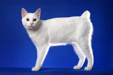 white japanese bobtail cat breed with stubby tail standing sideways in front of a blue background