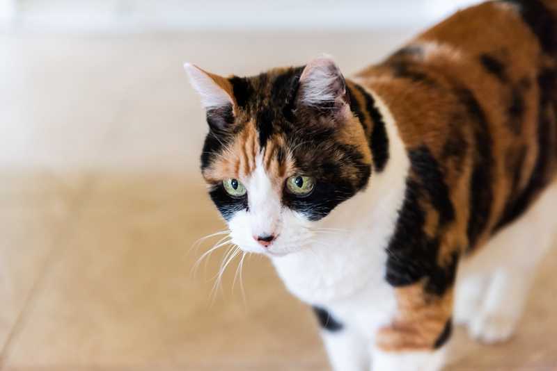 Calico cat with green eyes