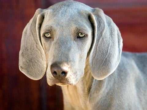 139979290-banfield-breed-related-age-problems-632x475