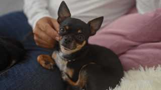 black and brown chihuahua sitting on person's lap