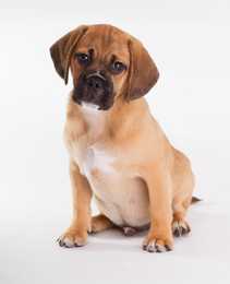 puggle dog breed puppy sitting facing forward in front of a white background
