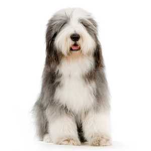 front view of a white and gray english sheepdog sitting in front of a white background