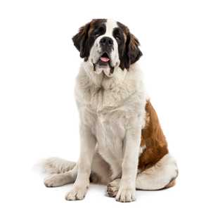 Saint Bernard dog breed sitting down and looking forward with tongue out against a white background