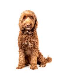 Labradoodle dog breed sitting tall looking serious against a white background