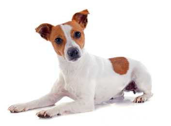 Jack Russel Terrier dog breed laying down with head up tilted against a white background