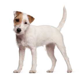 Parson Russell Terrier dog breed puppy standing with tail straight up and head tilted