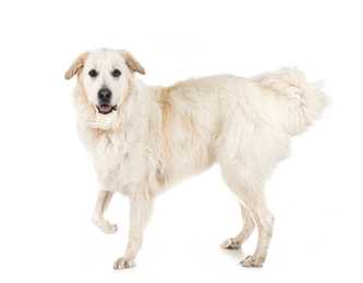 Great Pyrenees dog breed standing side view with one leg up looking at the camera