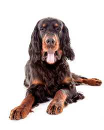 Close up of a Gordon Setter dog breed laying down panting against a white background