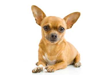 Fawn colored Chihuahua dog breed laying down looking at the camera against white background