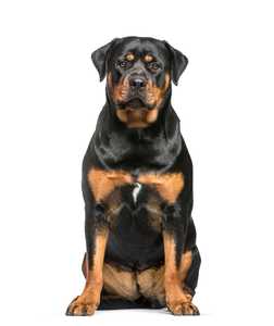 Rottweiler dog breed sitting looking straight at the camera against a white background