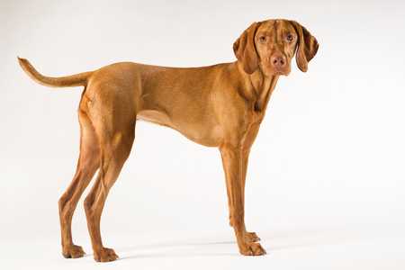side view of golden vizsla dog breed standing against a white background with tail raised