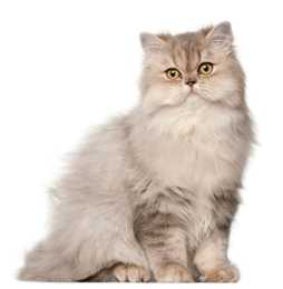 Light colored Persian cat breed sitting looking at the camera against a white background