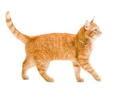 Side view of an orange domestic shorthair cat breed walking to the right against a white background