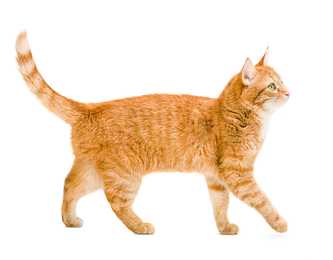 Side view of an orange domestic shorthair cat breed walking to the right against a white background