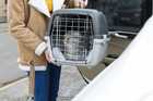 gray cat in travel carrier