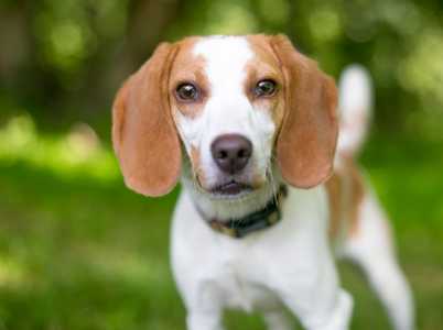 Close up of an American Foxhound dog breed against a blurred green background