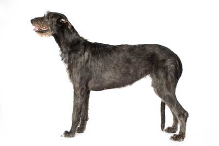 Side view of an Irish Wolfhound dog breed against a white background