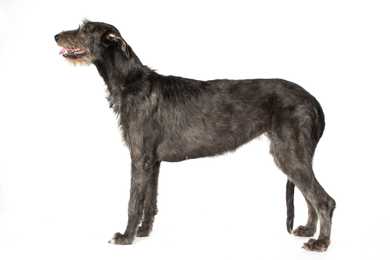 Side view of an Irish Wolfhound dog breed against a white background