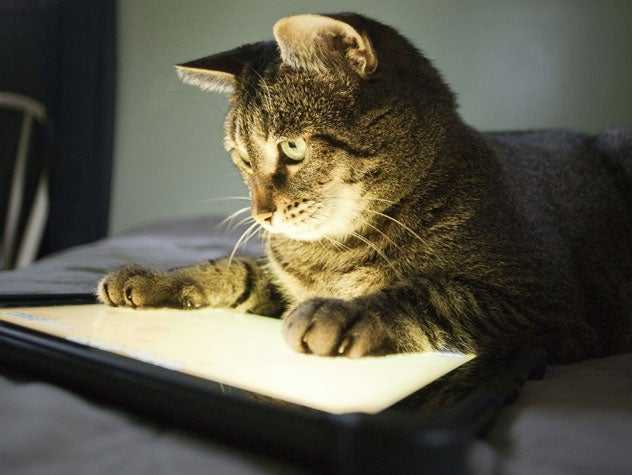Cat Playing Phone