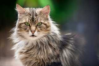 fluffy cat that resembles a tiger