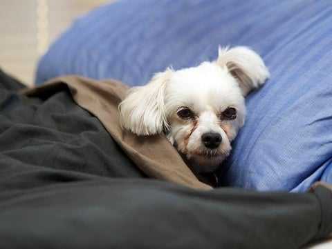 pet eats battery