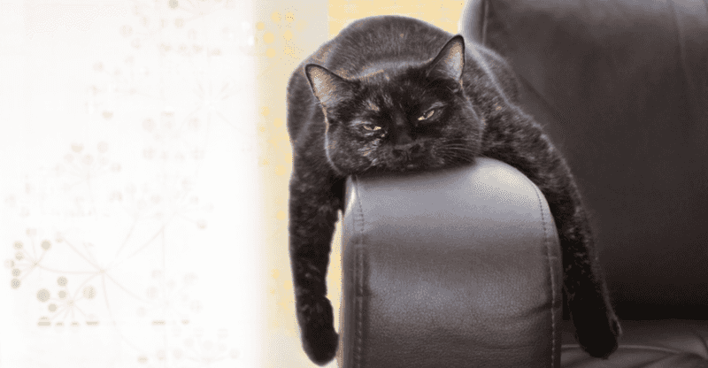 vomiting cat