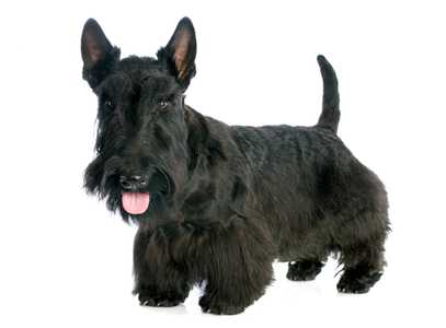 Close up of a standing black Scottish Terrier dog breed against a white background