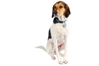 Sitting English Redtick Coonhound dog breed against a white background