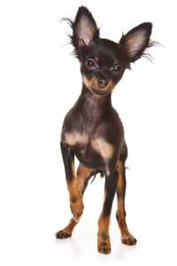 Russian Toy dog breed standing with a one paw up against a white background