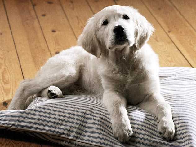 How Do I Get a Tick Off My Dog?