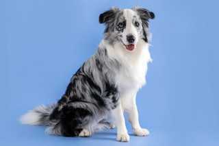 Blue merle border collie against light blue background