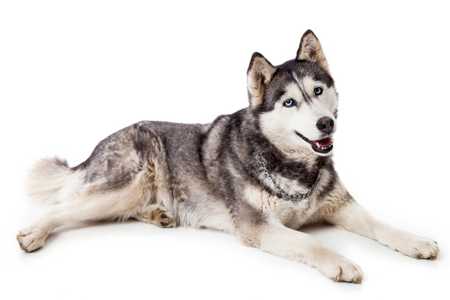 Siberian Husky dog breed laying down against a white background