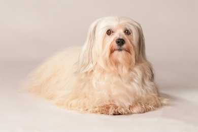 Havanese dog breed laying down looking at the camera against a solid background