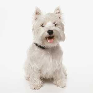 west highland white terrier dog breedwith brown collar sitting in front of a white background