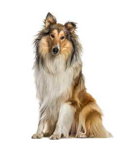 Rough Collie dog breed sitting tall with one ear forward against a white background