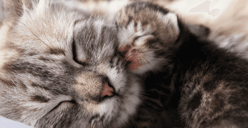 Mom and baby cats