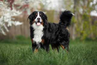 Bernese Mountain Dog standing in grassy field