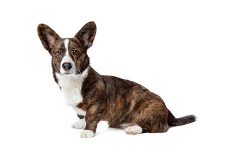 Cardigan Welsh Corgi dog breed sitting down against a white background