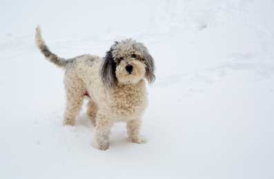 Standing Aussiedoodle dog breed with tail up against a white background