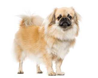 Young Tibetan Spaniel dog breed standing against a white background