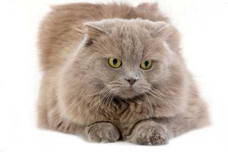 Close up of a Highland Fold cat breed laying down against a white background