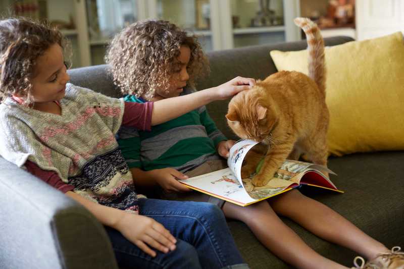 play with cat