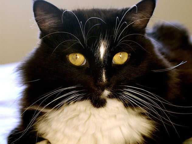 Black cat with kidney failure