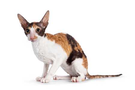 Side view of a Cornish Rex cat breed sitting against a white background